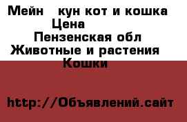 Мейн - кун кот и кошка › Цена ­ 7 000 - Пензенская обл. Животные и растения » Кошки   